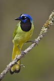 Image. Green Jay
