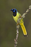 Image. Green Jay