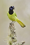 Image. Green Jay
