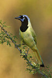 Image. Green Jay