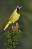 Image. Green Jay