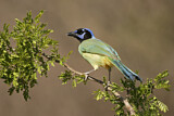 Image. Green Jay