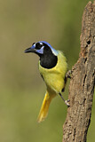 Image. Green Jay