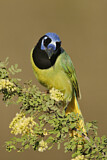 Image. Green Jay