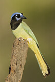 Image. Green Jay