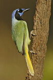 Image. Green Jay