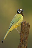 Image. Green Jay