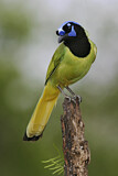 Image. Green Jay
