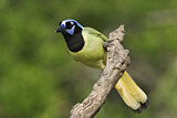 Image. Green Jay