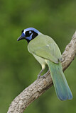 Image. Green Jay