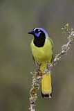 Image. Green Jay