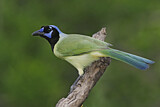 Image. Green Jay