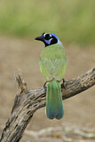 Image. Green Jay