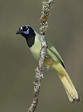 Image. Green Jay