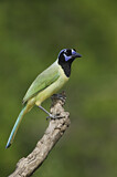Image. Green Jay