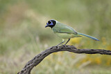 Image. Green Jay