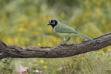 Image. Green Jay