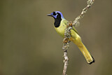 Image. Green Jay