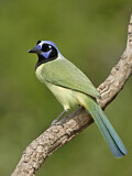 Image. Green Jay
