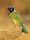 Image. Green Jay