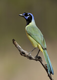 Image. Green Jay