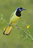 Image. Green Jay