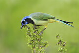 Image. Green Jay