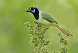 Image. Green Jay