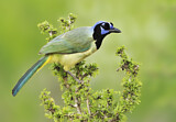 Image. Green Jay