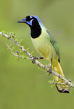 Image. Green Jay
