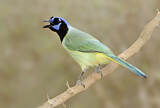 Image. Green Jay