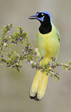 Image. Green Jay