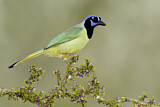 Image. Green Jay