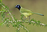 Image. Green Jay