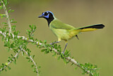 Image. Green Jay