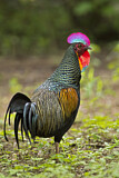 Image. Green Junglefowl