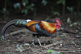 Image. Green Junglefowl