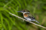 Image. Green Kingfisher