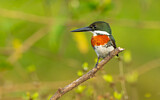Image. Green Kingfisher
