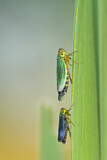 Image. Green Leafhopper