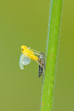 Image. Green Leafhopper