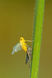 Image. Green Leafhopper