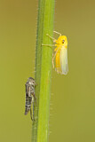 Image. Green Leafhopper