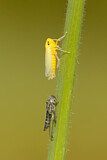 Image. Green Leafhopper
