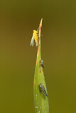 Image. Green Leafhopper