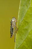 Image. Green Leafhopper