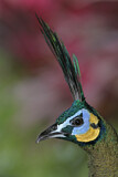 Image. Green Peafowl