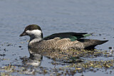 Image. Green Pygmy Goose