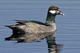 Image. Green Pygmy Goose