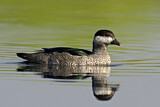 Image. Green Pygmy Goose